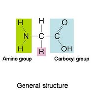 General structure of an amino acid, illustrating the protein buffer system