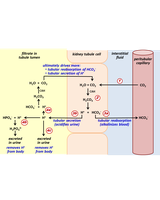 Diagram of renal regulation of acid-base balance, showing bicarbonate reabsorption and H+ secretion