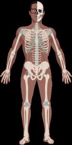 Diagram of the human skeleton highlighting major bones