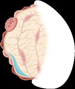 Bone cross-section showing red and yellow marrow