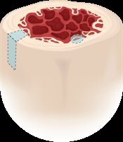 Bone cross-section showing red and yellow marrow