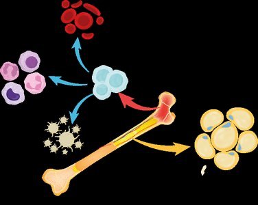X-ray showing epiphyseal plates in growing bones