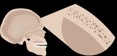Bone cross-section showing blood supply