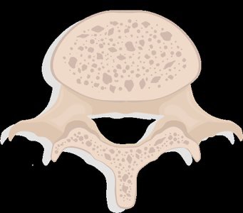 Diagram of blood and nerve supply to bone