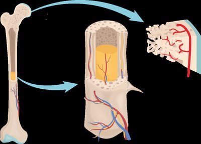 Osteon structure in compact bone