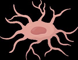 Trabeculae in spongy bone