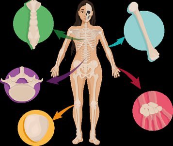 Diagram showing different bone types and their locations