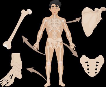 Brick wall representing compact bone structure