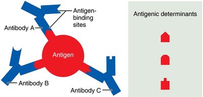Antigenic determinants and antibody binding sites