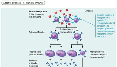 Clonal selection of a B cell
