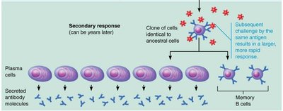 Clonal selection of a B cell