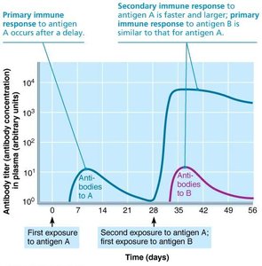 Primary and secondary humoral responses