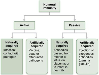 Active and passive humoral immunity