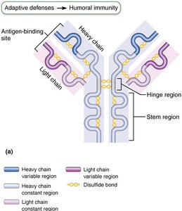 Antibody structure diagram