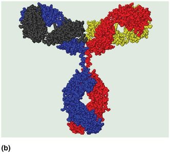 Antibody structure molecular model