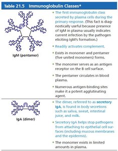 Immunoglobulin classes IgM and IgA