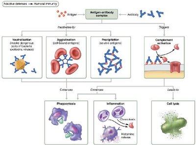 Mechanisms of antibody action