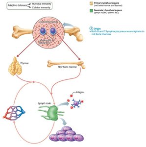 Lymphocyte origin in red bone marrow