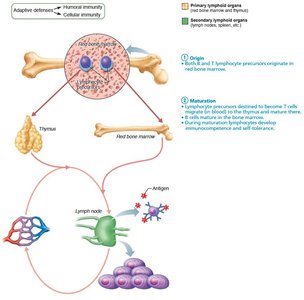 Lymphocyte maturation in primary lymphoid organs