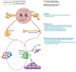 Seeding secondary lymphoid organs