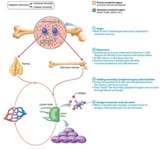 Antigen encounter and activation