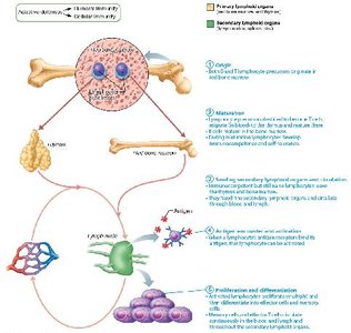 Lymphocyte proliferation and differentiation