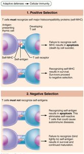 T cell education in the thymus