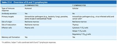 Overview of B and T lymphocytes