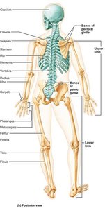 Posterior view of the human skeleton highlighting axial and appendicular divisions