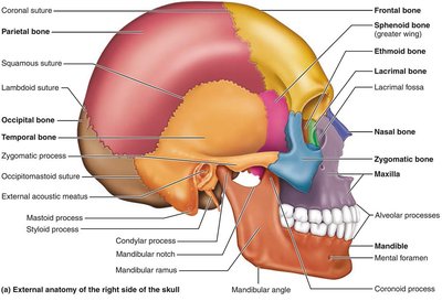 Posterior view of the skull with occipital bone and sutures