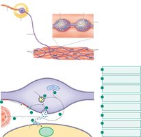 Norepinephrine release and removal at a sympathetic neuroeffector junction