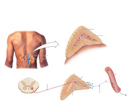 Adrenal medulla secreting epinephrine