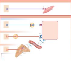 Somatic motor pathway