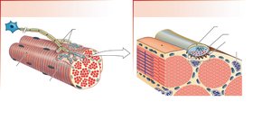 Neuromuscular junction structure
