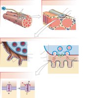 Mechanism of neuromuscular transmission