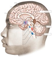 Autonomic control centers in the brain