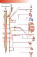 Sympathetic division pathways