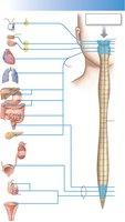 Parasympathetic division pathways