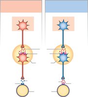Sympathetic and parasympathetic neurotransmitters and receptors