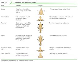 Orientation and directional terms table continued