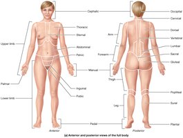 Regions of the body