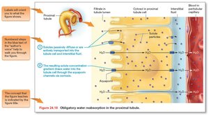 How to approach a physiology figure