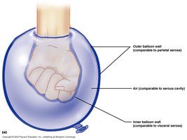 Serous membrane structure