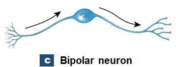 Bipolar neuron
