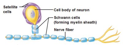 Satellite and Schwann cells in the PNS