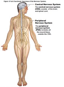 Central and Peripheral Nervous System