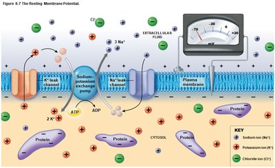 Resting membrane potential