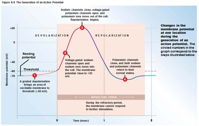Action potential steps