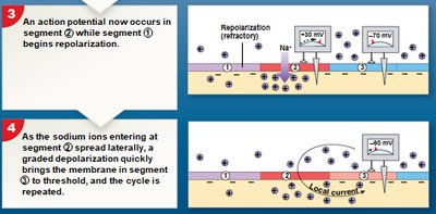 Continuous propagation, step 3 and 4