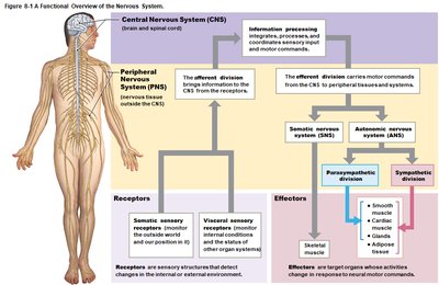 Functional overview of the nervous system with afferent and efferent divisions